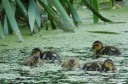 Enten3