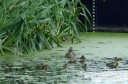 Enten4