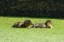 Enten5