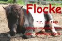 flocke.jpg