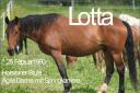 lotta.jpg