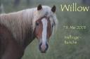 willow.jpg