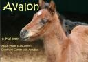 avalon2.jpg