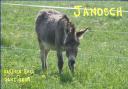 janosch1.jpg