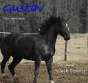 gustav.jpg