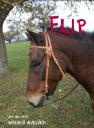 flipi.jpg