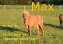 maxle.jpg