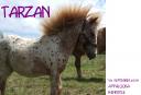 tarzanchen.jpg