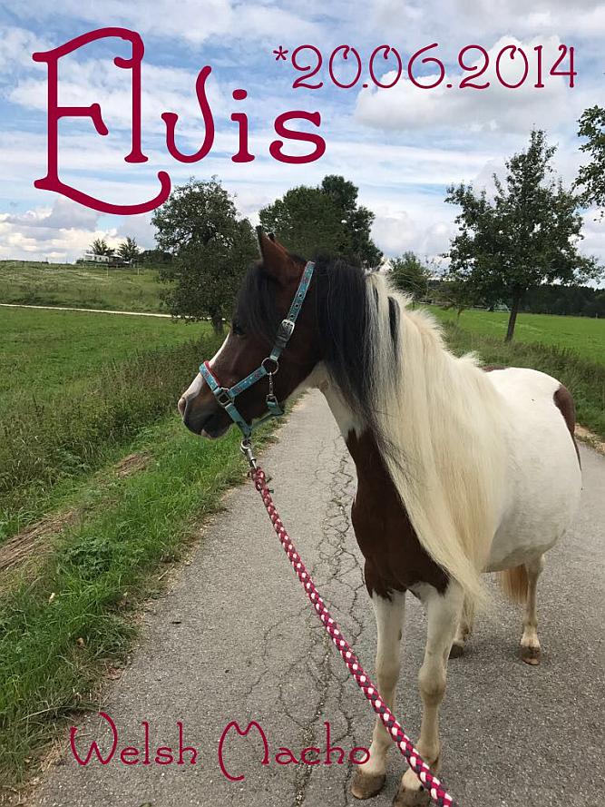 Elvis