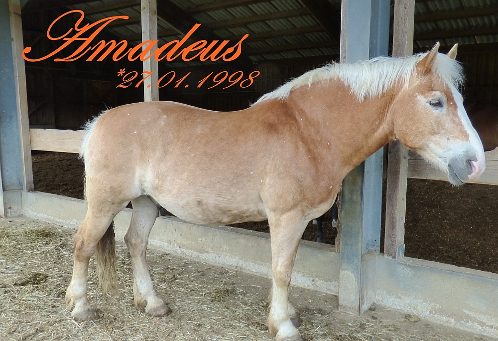 Amadeus