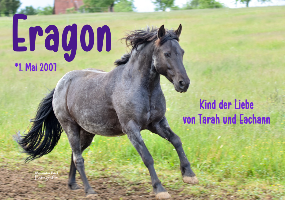 Eragon_hp